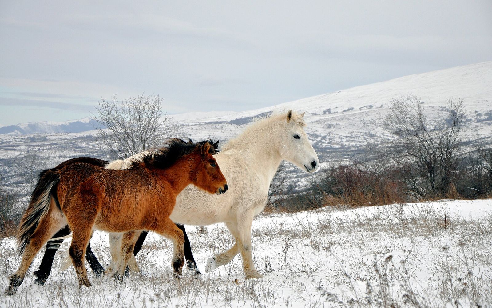 Wild horses of the Sharr plateau
